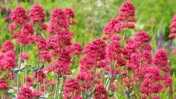 Bushy Red Valerians outside the house