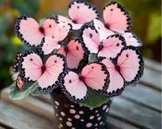Butterfly Begonia