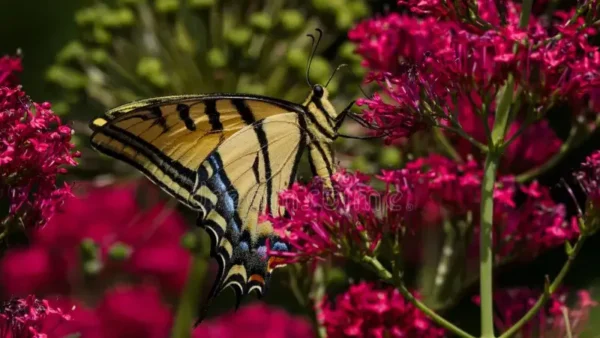 Butterfly hovering around Pretty Betsy plant