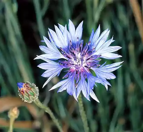 C cyanus