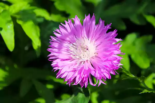 C dealbata