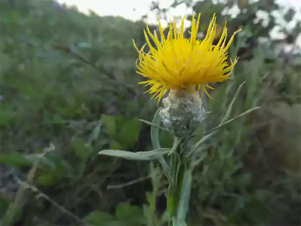 C glastifolia
