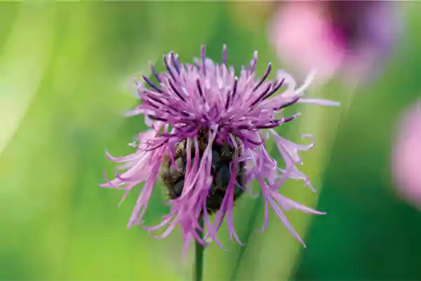 C scabiosa
