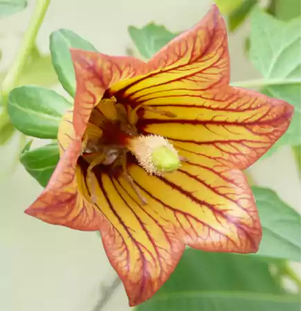 Canary Island Bellflower