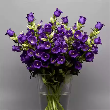 Canterbury Bells