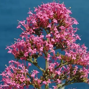 Centranthus Ruber