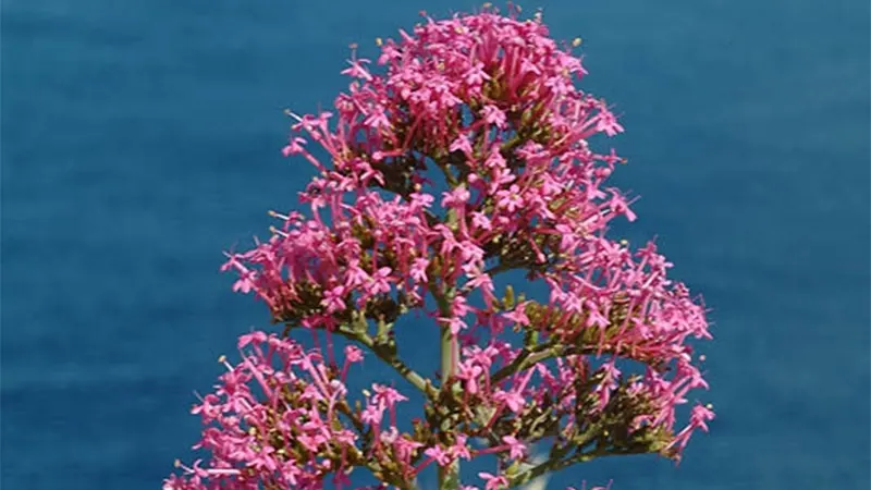 Centranthus Ruber