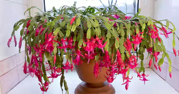 Christmas Cactus