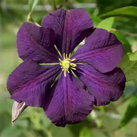 Clematis