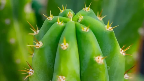 Close-up of cactus San Pedro