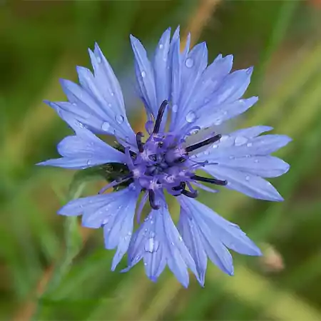 Close view of Bachelor’s Button petals