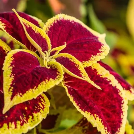 Coleus plant