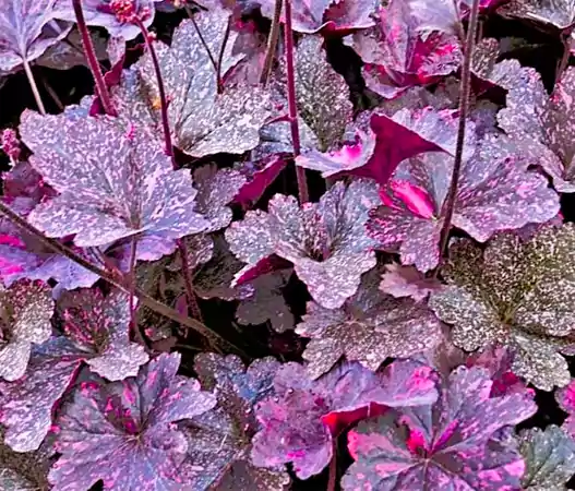 Coral Bells