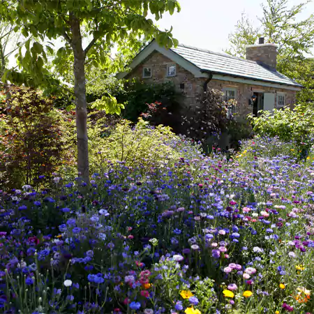 Cottage garden with Centaurea flowers