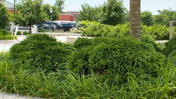 Cryptomeria Globosa bushes