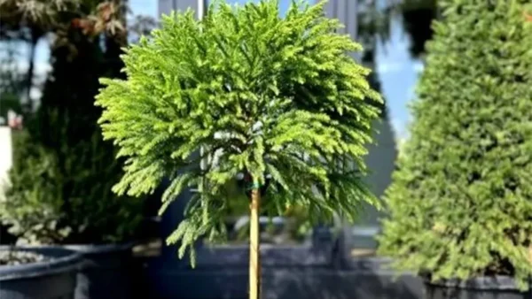 Cryptomeria Globosa plant