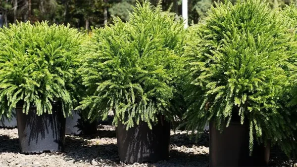 Cryptomeria trees in container pots