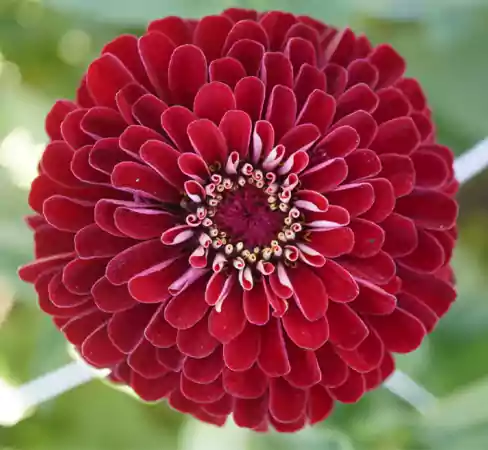 Deep Red Zinnia