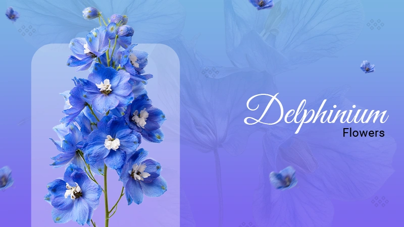 Delphinium
