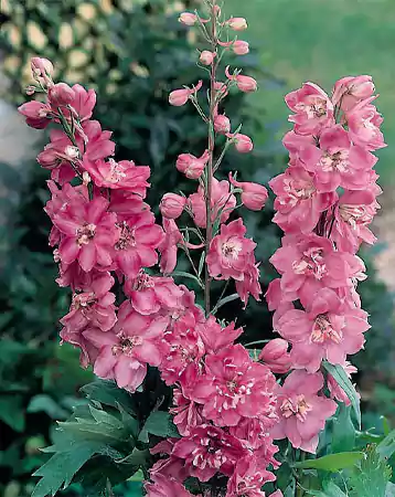 Delphinium Astolat