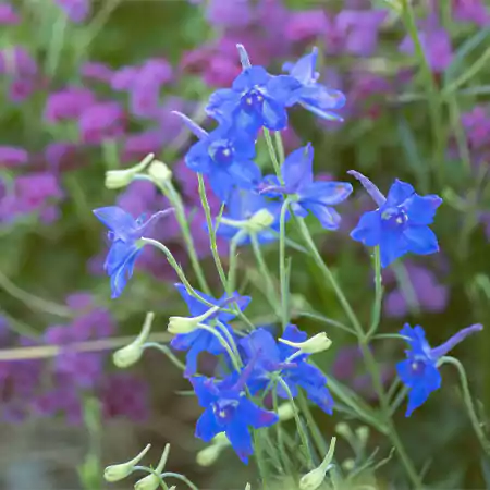 Delphinium Blue Butterfly