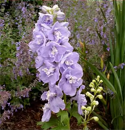 Delphinium Guinevere