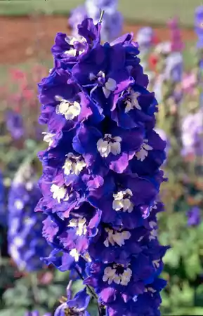Delphinium King Arthur