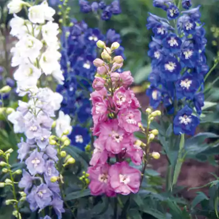 Delphinium Magic Fountains