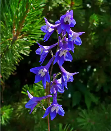 Delphinium Magic Fountainss
