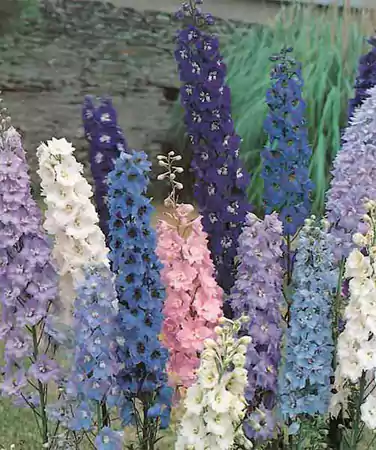 Delphinium Pacific Giants