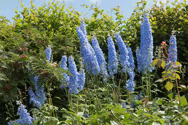 Delphinium