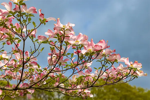 Dogwood tree
