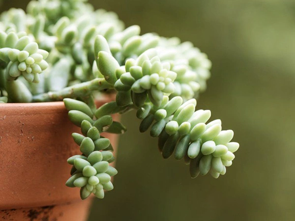 Donkey Tail Plantt