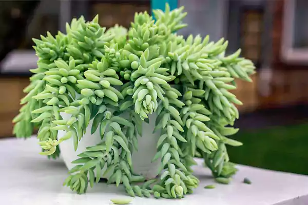 Donkey Tail