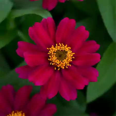 Double Zahara Cherry