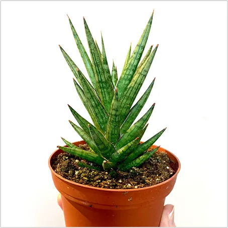Dracaena francisii cultivar