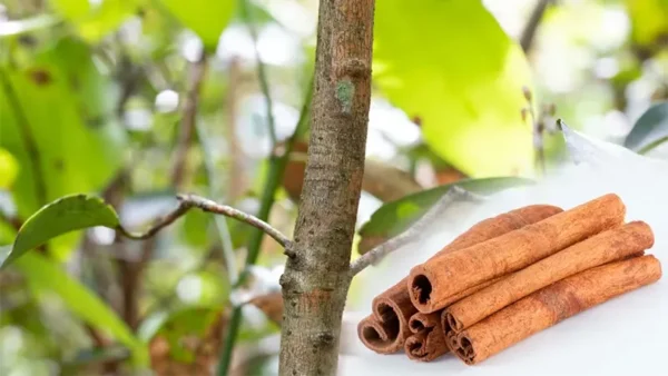 Dried inner bark into sticks