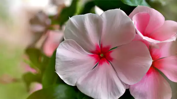 Five petaled rosy periwinkle