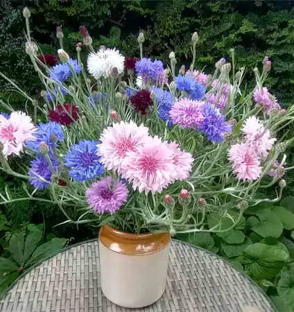 Flower cut arrangements