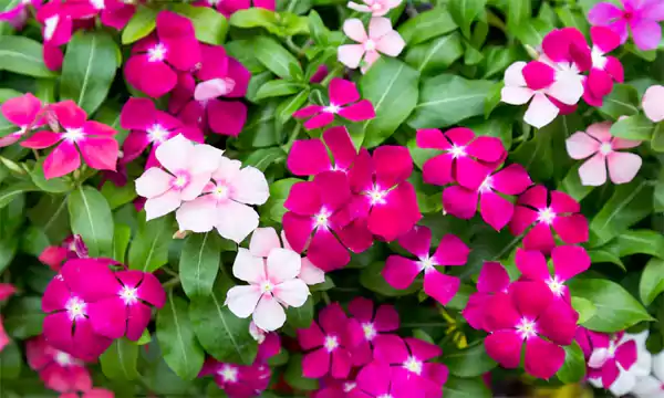 Flowering Vinca blooms