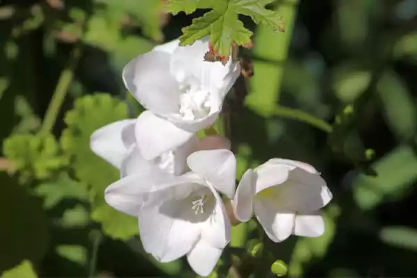 Freesia Image