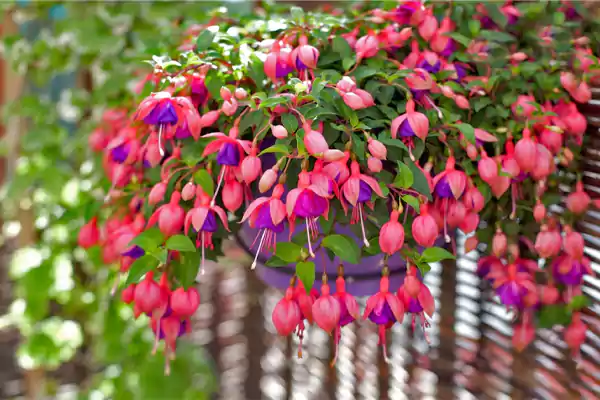 Fuchsia flowers