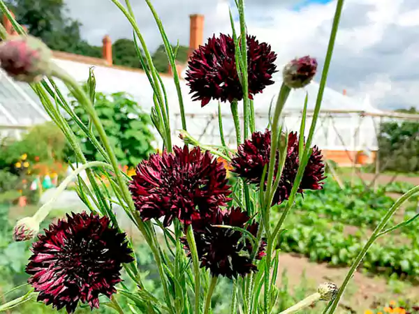 Fully grown plant from seeds