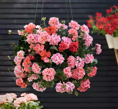 Geranium flowers
