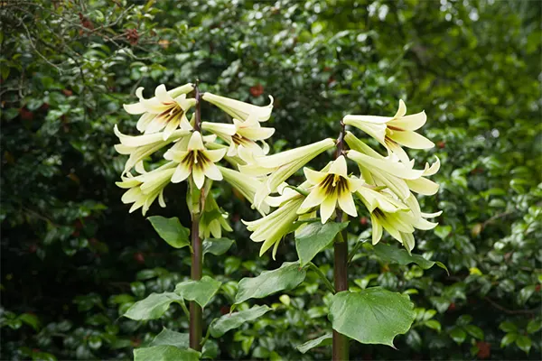 Giant Himalayan Lilies