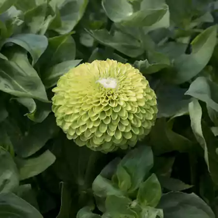 Giant Lime