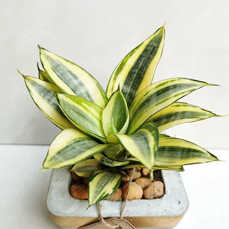Golden Hahnii cultivar
