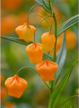 Golden Lily of the Valley