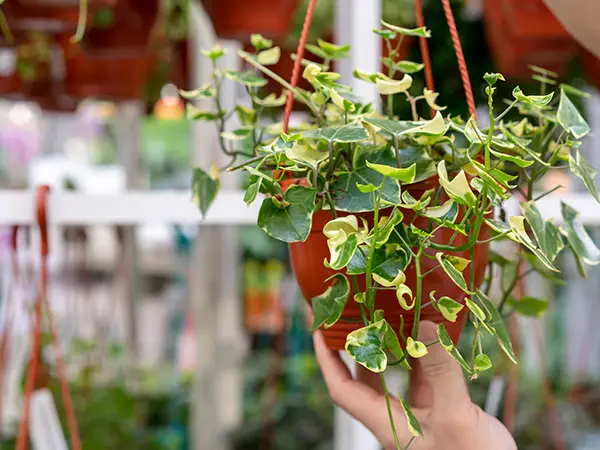 Hanging Houseplants