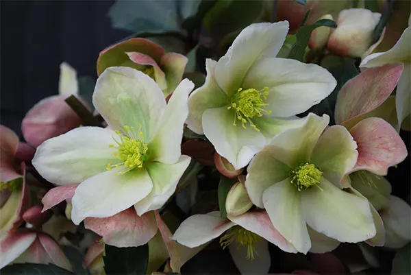Helleborus spp